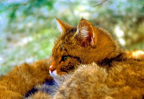 Gatto Selvatico
© A. Cambone rel=