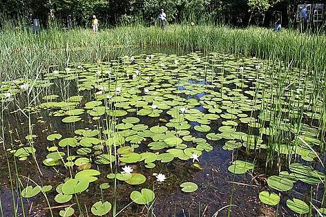 Stagno Didattico Giardini Margherita
© Ilaria Rizzo rel=