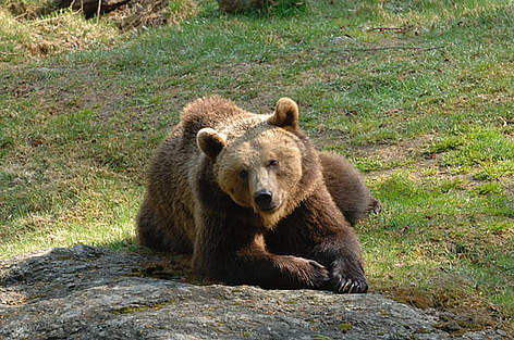 Salviamo insieme l'orso bruno
© ArchivioWWf/C.Frapporti rel=