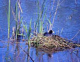 Valle Buora
© WWF
© WWF