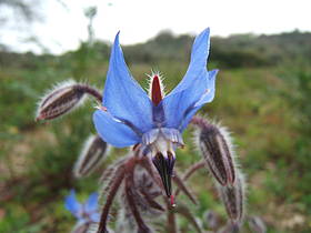 Flora dell'Oasi WWF Bosco Camerine
© Alberto Scorziello
© Alberto Scorziello