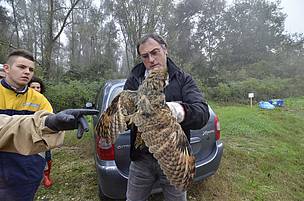 Oasi WWF di Panarella - La liberazione di un gufo
© WWF Italia Oasi WWF di Panarella - La liberazione di un gufo
© WWF Italia
