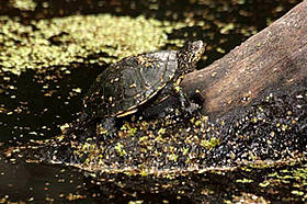 Emys orbicularis
© WWF
© WWF