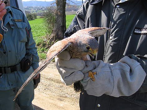 Le Guardie WWF di Terni impegnate nell'antibracconaggio
© WWF Terni rel=