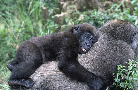 Mamma gorilla con il suo cucciolo.
© Martin Harvey / WWF rel=