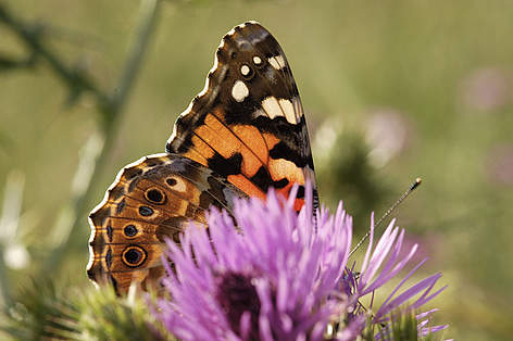 Painted lady (Vanessa cardui)
© Michael Gunther / WWF rel=