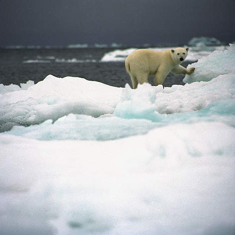 L'habitat degli orsi polari si sta sciogliendo.
© Wim van Passel / WWF rel=
