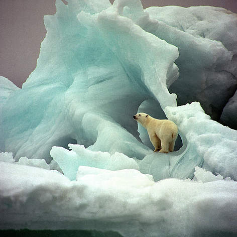 L'orso polare nel suo habitat
© Wim van Passel / WWF rel=