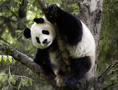 Un panda gigante su un albero. Wolong Panda Reserve, Sichuan, Cina.
© Bernard De Wetter / WWF rel=