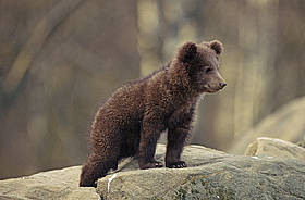 Un cucciolo di orso.
© Sanchez & Lope / WWF
© Sanchez & Lope / WWF