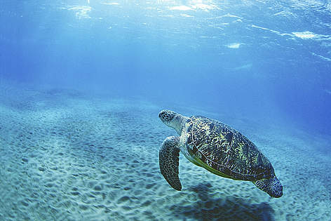 Una tartaruga verde nuota nel Mar Rosso. Egitto.
© Andrey Nekrasov / WWF rel=