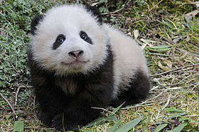 Un cucciolo di panda gigante di cinque mesi.
© naturepl.com /Eric Baccega / WWF
© naturepl.com /Eric Baccega / WWF