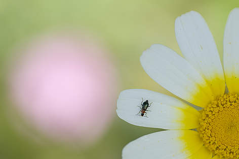 La biodiversità è vita.
© naturepl.com / Edwin Giesbers / WWF rel=
