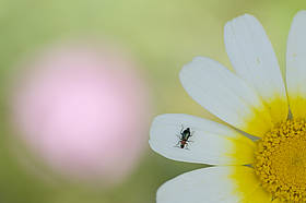 La biodiversità è vita.
© naturepl.com / Edwin Giesbers / WWF
© naturepl.com / Edwin Giesbers / WWF