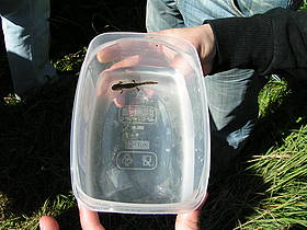 Salamandra
© C. Tedeschi
© C. Tedeschi