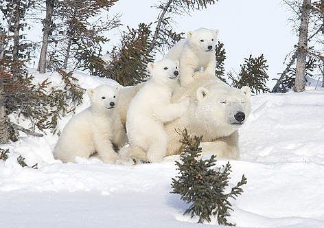 Una mamma orsa con i suoi cuccioli, Canada.
© David Jenkins / WWF-Canada rel=