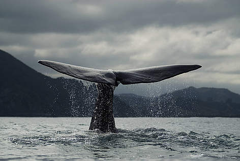 balenottera
© WWF rel=