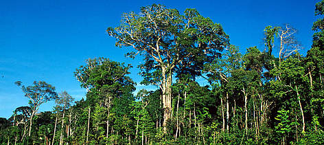 Mogano
© André Bärtschi / WWF rel=