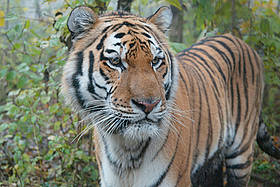 Una tigre siberiana dallo splendido manto
© Vladimir Filonov / WWF
© Vladimir Filonov / WWF