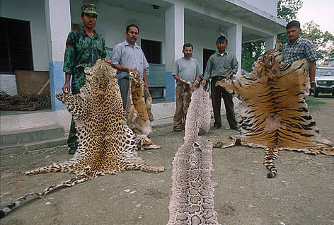 La caccia è una delle più grandi minacce per la sopravvivenza delle tigri
© Jeff Foott / WWF rel=