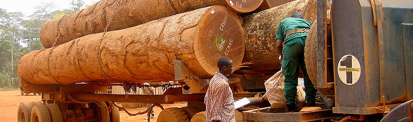 Taglio di alberi nella foresta del Cameroon
© Olivier Van Bogaert / WWF
© Olivier Van Bogaert / WWF