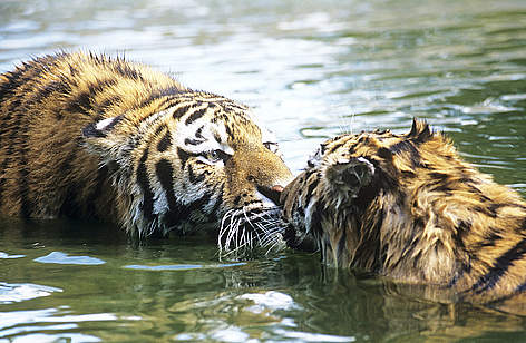 Tigri siberiane
© David Lawson / WWF-UK rel=
