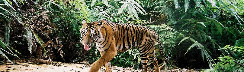Tigre sumatriana
© WWF-Indonesia / Tiger Survey Team
© WWF-Indonesia / Tiger Survey Team