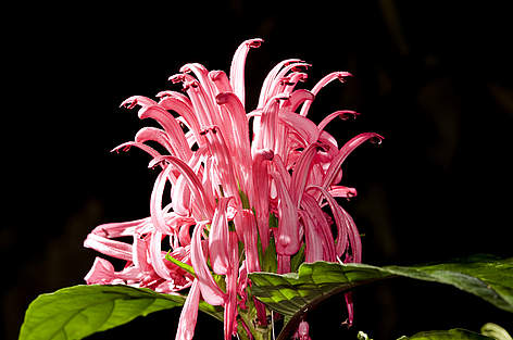 Fiore dell'ecosistema Restinga, Brasile
© WWF-Brazil / Adriano Gambarini rel=