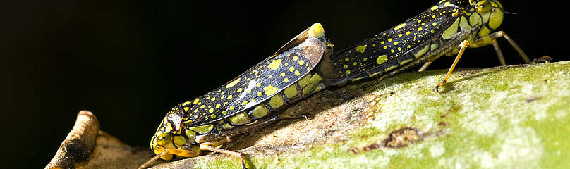 Restinga ecosystem, Atlantic Rainforest, Brazil
© WWF-Brazil / Adriano Gambarini
© WWF-Brazil / Adriano Gambarini