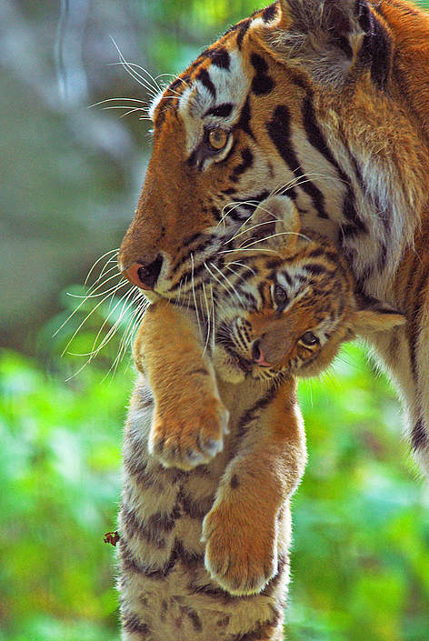 Una tigre siberiana trasporta il suo cucciolo
© naturepl.com /Edwin Giesbers / WWF rel=