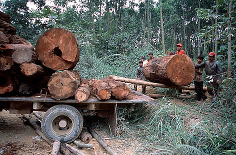 Disboscamento illegale nella provincia di Riau, Sumatra, Indonesia
© Alain Compost / WWF rel=