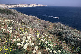 Costa di Bonifacio, Mar Mediterraneo, Corsica
© Michel Gunther / WWF
© Michel Gunther / WWF