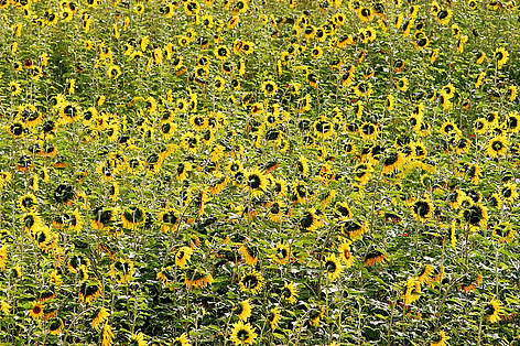 Il ruolo dei protagonisti del mondo dell'agricoltura è fondamentale.
© Michel Gunther rel=