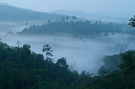 Sabah (Borneo), Malesia
© A. Christy Williams / WWF rel=
