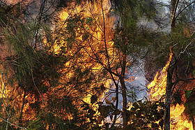 Incendio nella foresta di Ponerihouen, New Caledonia
© Michel Gunther / WWF
© Michel Gunther / WWF