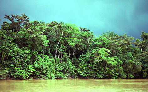 Il fiume Totoh nella foresta pluviale tropicale di Sarawak, Borneo Malesia.
© Michel Terrettaz / WWF rel=