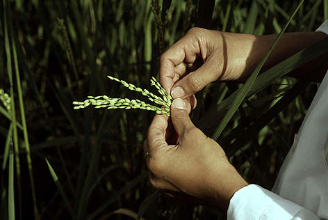Particolare varietà di riso, Chuan-Chu-Ta-Veh-Tsao
© Vin J. Toledo / WWF rel=