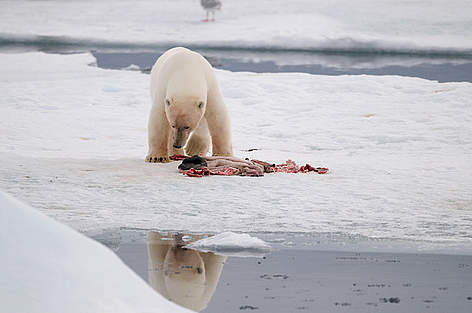 Orso polare che mangia una carcassa di foca. Spitsbergen, Svalbard, Norvegia.
© Steve Morello / WWF Orso bianco che mangia, Spitsbergen, Norvegia. rel=