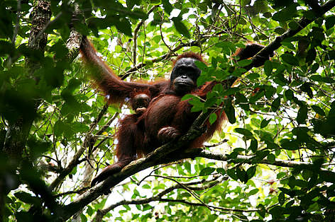Bornean orangutan (Pongo pygmeus pygmeus) and her baby in Betung Kerihun and Danau Sentarum ...
© © WWF-Indonesia/Jimmy Syahirsyah rel=