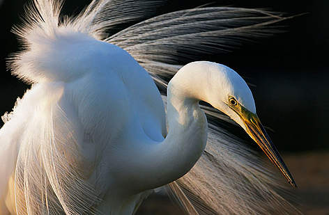 L'airone bianco maggiore
© Wild Wonders of Europe /Markus Varesvuo / WWF rel=