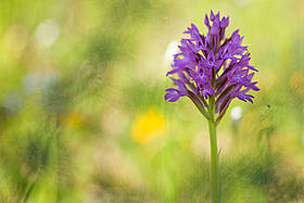 Orchidea piramidale (Anacamptis pyramidalis) in fiore, Vieste, Puglia
© Wild Wonders of Europe /Claudia Mueller / WWF
© Wild Wonders of Europe /Claudia Mueller / WWF
