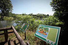 Oasi di Vanzago, Lombardia
© Laura Radaelli / WWF-Italy
© Laura Radaelli / WWF-Italy