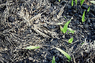 Germogli spuntano da un suolo fertile in una piantagione di palma da olio
© Jonne Seijdel / WWF-Netherlands
© Jonne Seijdel / WWF-Netherlands