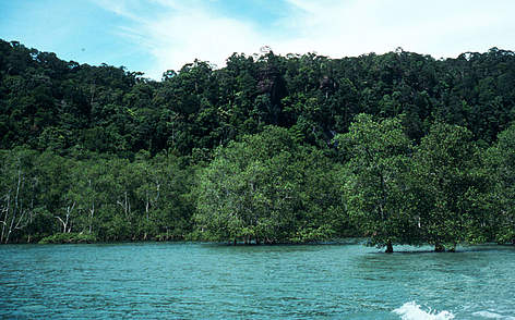 Foresta di Mangrovie, Malesia
© Luc Deslarzes / WWF rel=