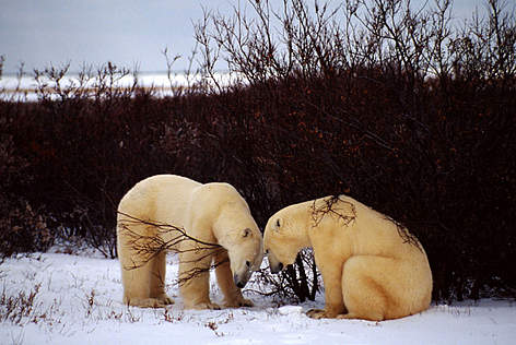 Orsi Polari, Churchill, Canada.
© François Pierrel / WWF Coppia di orsi polari a Churchill, Canada. rel=
