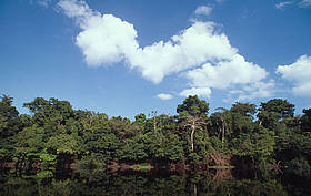 Foresta sul fiume Mamirau, Amazzonia, Brasile
© Roger Leguen / WWF
© Roger Leguen / WWF
