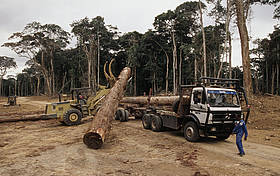Logging site near MinkÈbÈ Forest Gabon
© Michel Gunther / WWF
© Michel Gunther / WWF