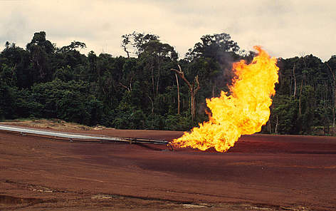 Sfruttamento della riserva naturale di Gamba, Gabon
© Michel Gunther / WWF rel=