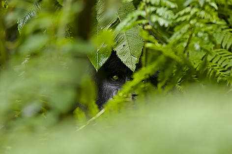 Oggi restano circa 680 gorilla di montagna.
© naturepl.com /Andy Rouse / WWF rel=