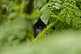 Oggi restano circa 680 gorilla di montagna.
© naturepl.com /Andy Rouse / WWF
© naturepl.com /Andy Rouse / WWF